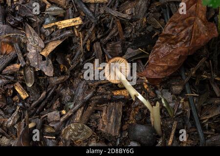 Die Unterseite der Freiheitskappe oder Psilocybe semilanceata. Stockfoto