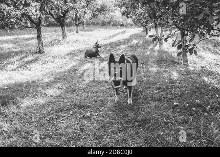 Graustufen Nahaufnahme von Schäferhunden spielen auf der Gras Stockfoto