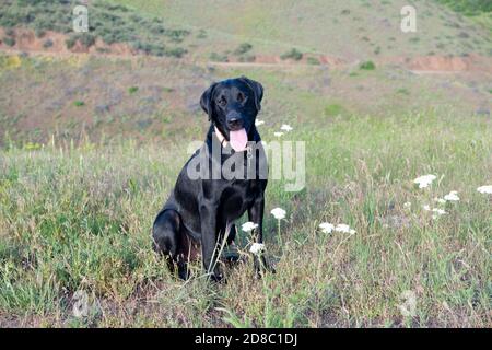 Schwarzer Labrador Retriever sitzt auf einem grasbewachsenen Hügel Stockfoto