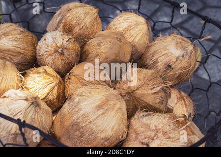 Gruppe von Kokosnüssen mit Schale in einem Korb auf dem Markt. Foto mit selektivem Weichfokus und geringer Schärfentiefe. Stockfoto