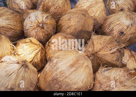 Gruppe von ganzen braunen Kokosnüssen. Blick von oben. Foto mit selektivem Weichfokus und geringer Schärfentiefe. Stockfoto