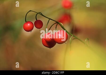 Leuchtend orange Maiglöckchen der Talfrüchte hängen an einem grünen Stängel und glitzern an einem sonnigen Herbsttag im Wald in der Sonne. Rote Beeren der Maiglöckchen Stockfoto