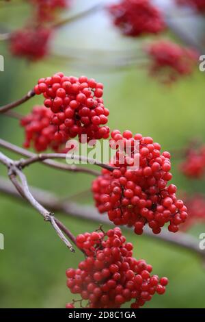 Rote Beere. Frisches und farbiges Bild von roten Holunderbürsten auf einem verschwommenen grünen Hintergrund. Schöne Sommer Natur Landschaft. Stockfoto