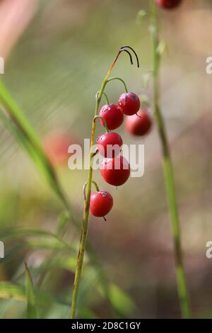 Convallaria majalis oder europäische Maiglöckchen oder Konwalia majowa. Reife rote Früchte der Maiglöckchen können auf einem dünnen vergilbten Stamm aus der Nähe sein. Stockfoto