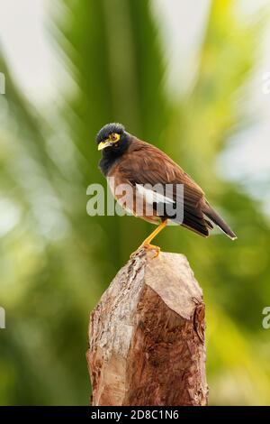 Gemeinsame myna (Acridotheres Tristis) sitzen auf einem Baumstumpf, Fidschi Stockfoto