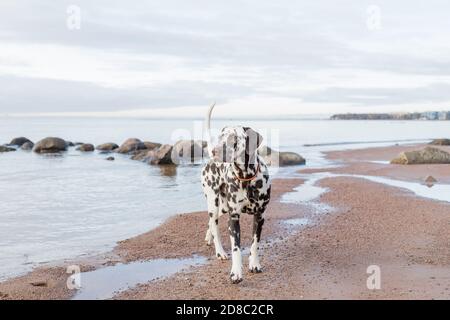 Brown dalmatinischen Welpen am Strand.Happy dalmatinischen Hund spielt auf Der Strand.der Dalmatiner ist eine Rasse von großen Hund zu Fuß Am Strand, am Wasser Stockfoto