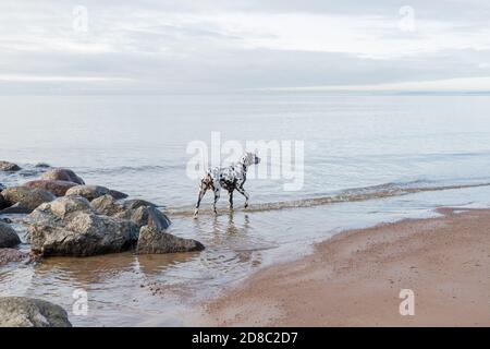 Brown dalmatinischen Welpen am Strand.Happy dalmatinischen Hund spielt auf Der Strand.der Dalmatiner ist eine Rasse von großen Hund zu Fuß Am Strand, am Wasser Stockfoto