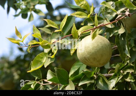 AEGLE Marmelos oder indische Bael Frucht auf dem Baum Stockfoto