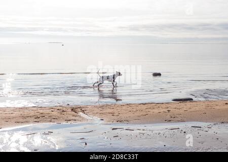Der Dalmatiner ist eine Rasse von großen Hund läuft am Strand, Wasserspritzer. Braun dalmatinischen Welpen am Strand.EIN zielstrebiger gefleckte Dalmatiner Stockfoto