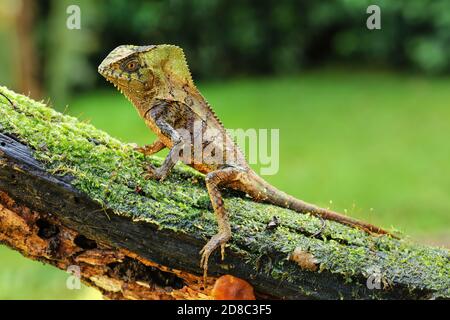 Glattes gerahmtes Iguana (Corytophanes cristatus), das auf einem Log sitzt, Costa Rica Stockfoto