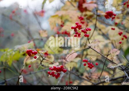 Rote Trauben von Viburnum-Beeren an den Zweigen eines Busches im Spätherbst. Stockfoto