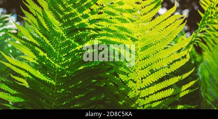 Schöne Farne Blätter grün Laub natürlichen Blumen farn Hintergrund im Sonnenlicht Stockfoto