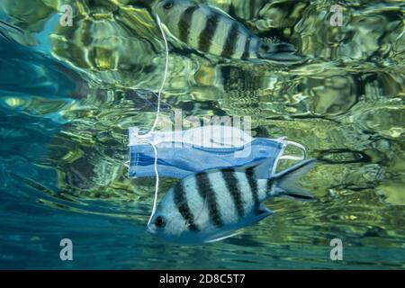 Rotes Meer, Sharm El Sheikh, Ägypten. März 2019. ROTES MEER, SHARM EL SHEIKH, ÄGYPTEN - 18.-26. OKTOBER 2020: Verworfene medizinische Gesichtsmaske driftet langsam unter der Wasseroberfläche mit tropischen Fischen. Coronavirus COVID-19 trägt zur Verschmutzung bei, da weggeworfene gebrauchte Masken Meere und Ozeane verunreinigen Kredit: Andrey Nekrasov/ZUMA Wire/Alamy Live News Stockfoto