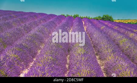 Blühender Heller Violetter Lavendel Blumen In Der Provence, Frankreich. Sommersaison Stockfoto