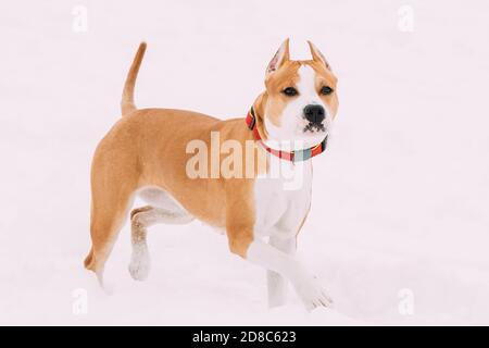 Hund American Staffordshire Terrier Im Schnee Am Wintertag Stehen Stockfoto