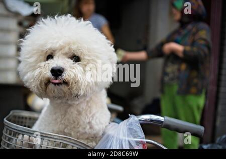 Nahaufnahme eines niedlichen bichon Frisehundes in einem Fahrrad Korb unter dem Sonnenlicht Stockfoto