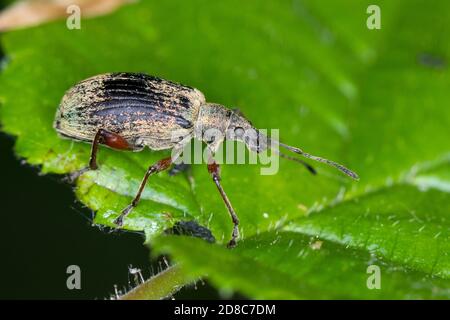 Brennnesselblatträssler, Brennesselblatträssler, Brennnesselblatt-Rüssler, Grünrüssler, Nessel-Blatträssler, Glanzrüssler, Brennnessel-Grünrüssler, Br Stockfoto