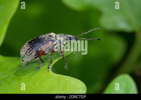 Brennnesselblatträssler, Brennesselblatträssler, Brennnesselblatt-Rüssler, Grünrüssler, Nessel-Blatträssler, Glanzrüssler, Brennnessel-Grünrüssler, Br Stockfoto