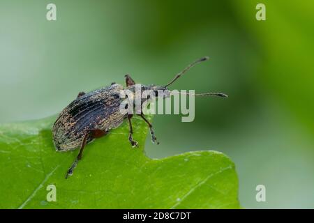 Brennnesselblatträssler, Brennesselblatträssler, Brennnesselblatt-Rüssler, Grünrüssler, Nessel-Blatträssler, Glanzrüssler, Brennnessel-Grünrüssler, Br Stockfoto