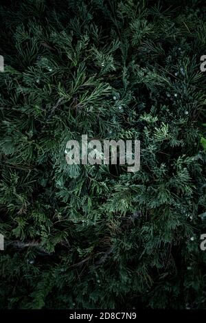 Detaillierte Weihnachtsbaum Zweige Hintergrund. Nature New Year Konzept. Stockfoto