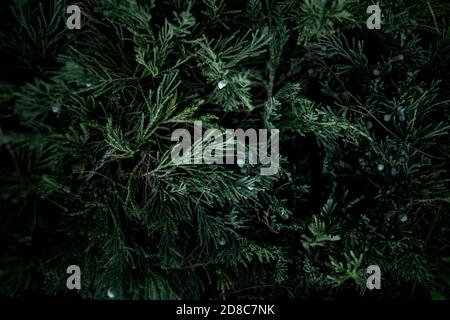 Kreatives Layout aus Christbaumzweigen. Frohe Weihnachtskarte. Stockfoto