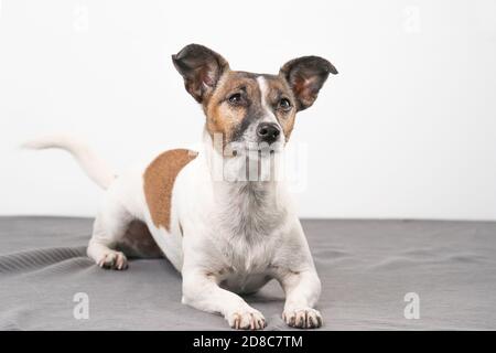 Braun, schwarz und weiß der ältere Jack Russell Terrier liegt auf einer grauen Decke Stockfoto