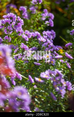 Die Aster blüht im Oktober in Schottland Stockfoto