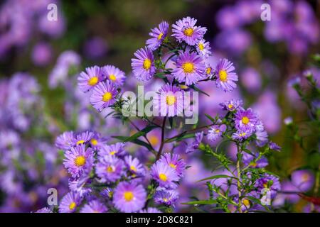 Die Aster blüht im Oktober in Schottland Stockfoto