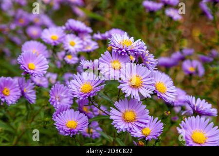 Die Aster blüht im Oktober in Schottland Stockfoto