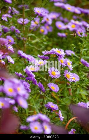 Die Aster blüht im Oktober in Schottland Stockfoto