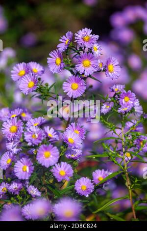 Die Aster blüht im Oktober in Schottland Stockfoto