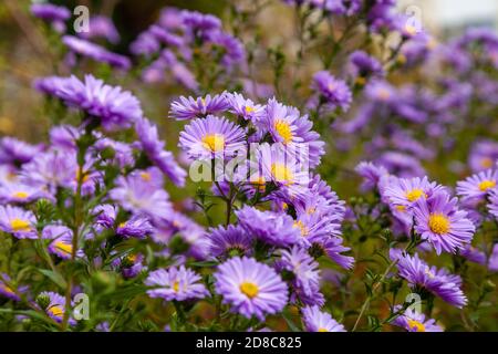 Die Aster blüht im Oktober in Schottland Stockfoto