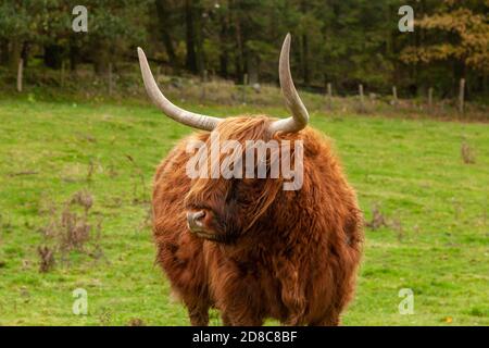 Porträt einer schottischen Highland Cow, die auf einem Feld gegen Herbstfarben steht. Stockfoto