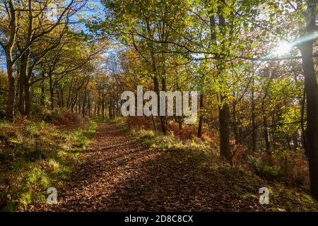 Eine Herbstszene im Wald in der Nähe von Dalgety Bay Fife. Stockfoto