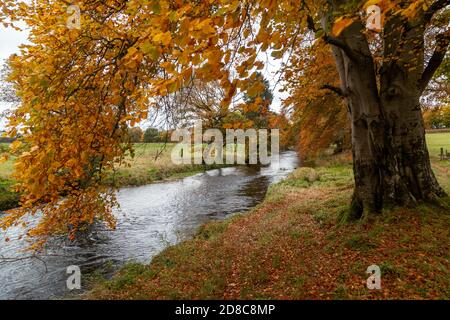 Ein Fußweg entlang des Flusses devon in der Nähe der Rommling Bridge Scotland. Stockfoto