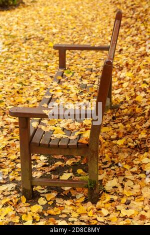 Eine Holzbank mit Buchenblättern bedeckt Stockfoto