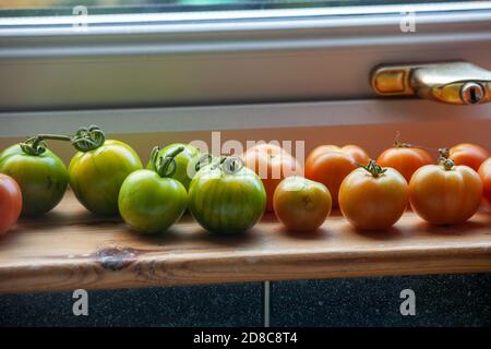 Reihe von selbst angebauten Tomaten reifen auf Fensterbank. Stockfoto