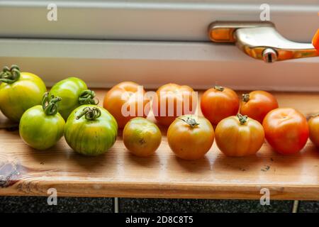 Reihe von selbst angebauten Tomaten reifen auf Fensterbank. Stockfoto