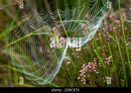 Ein Spinnennetz im schottischen Hochland. Stockfoto