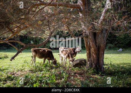 Kühe unter einem Baum auf der Wiese Stockfoto