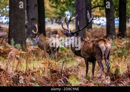 Porträt eines Stags im Richmond Park Stockfoto