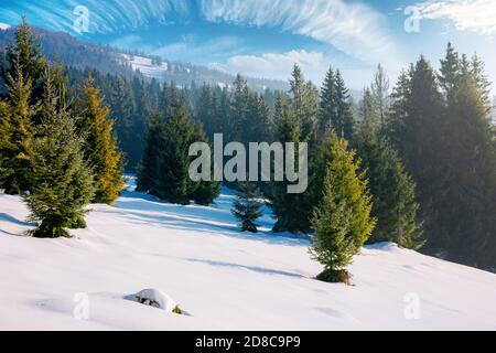 Fichtenwald auf einem schneebedeckten Hügel. Schöne Berglandschaft im Winter. Nebliges Wetter mit hellen Fichtenwald auf einem schneebedeckten Hügel. Beaut Stockfoto