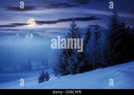 Fichtenwald auf einem schneebedeckten Hügel in der Nacht. Schöne Berglandschaft im Winter bei Vollmondlicht. Nebliges Wetter mit hellem Himmel Stockfoto