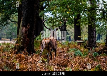 Hirsche und Hirsche im Richmond Park in London Stockfoto