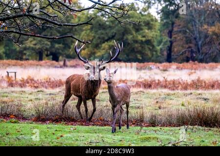 Hirsche und Hirsche im Richmond Park in London Stockfoto