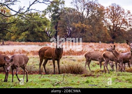 Hirsche und Hirsche im Richmond Park in London Stockfoto