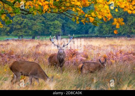 Porträt eines Stags im Richmond Park Stockfoto