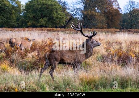 Porträt eines Stags im Richmond Park Stockfoto