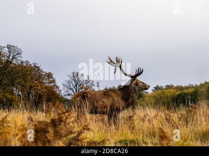 Porträt eines Stags im Richmond Park Stockfoto