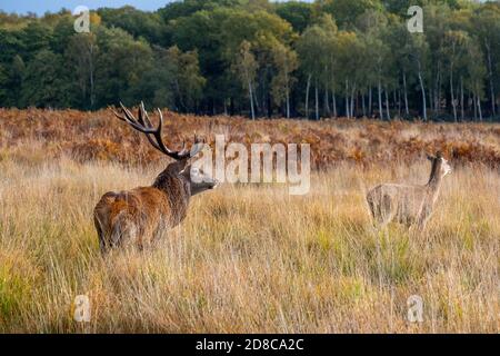 Hirsche und Hirsche im Richmond Park in London Stockfoto